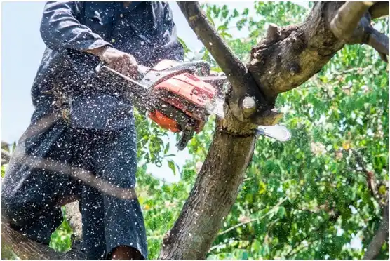 tree services Luis Lloréns Torres